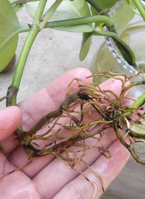 水培瓶里放条鱼(水培植物里养鱼还可以放营养液吗)-第2张图片-多多自然网 水培瓶里放条鱼(水培植物里养鱼还可以放营养液吗)-第2张图片-多多自然网