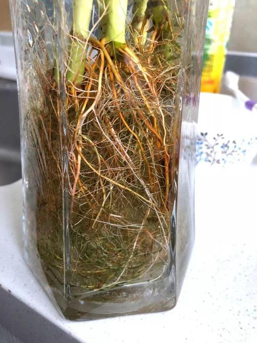 水培瓶里放条鱼(水培植物里养鱼还可以放营养液吗)-第5张图片-多多自然网 水培瓶里放条鱼(水培植物里养鱼还可以放营养液吗)-第5张图片-多多自然网