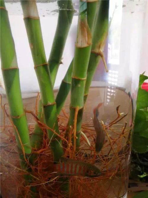 水培瓶里放条鱼(水培植物里养鱼还可以放营养液吗)-第6张图片-多多自然网 水培瓶里放条鱼(水培植物里养鱼还可以放营养液吗)-第6张图片-多多自然网