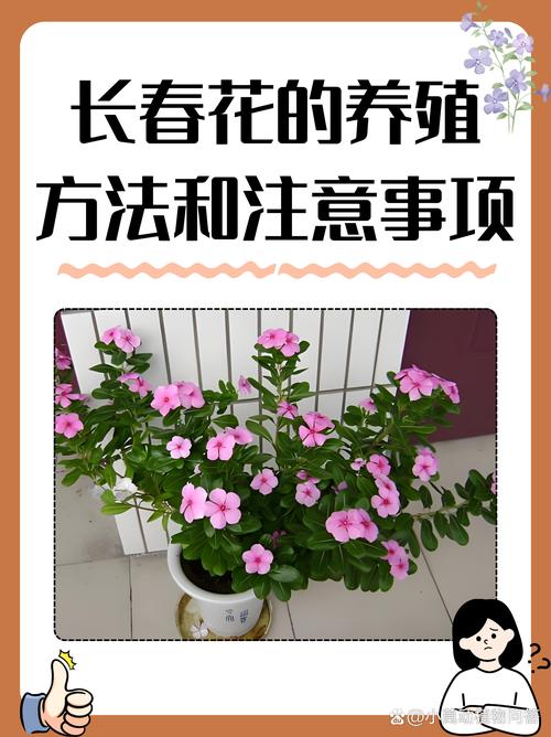 长春花的养殖方法和注意事项(长春花的养殖方法和注意事项 盆栽)-第4张图片-多多自然网 长春花的养殖方法和注意事项(长春花的养殖方法和注意事项 盆栽)-第4张图片-多多自然网