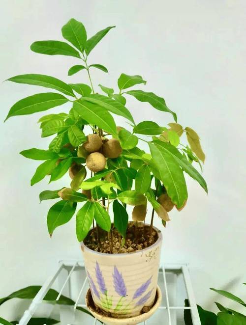 龙眼树怎么种盆栽(龙眼树盆栽种植技术)-第1张图片-多多自然网 龙眼树怎么种盆栽(龙眼树盆栽种植技术)-第1张图片-多多自然网