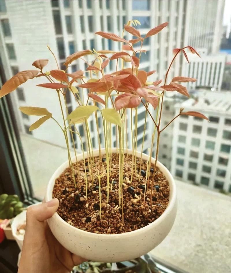 龙眼树怎么种盆栽(龙眼树盆栽种植技术)-第3张图片-多多自然网 龙眼树怎么种盆栽(龙眼树盆栽种植技术)-第3张图片-多多自然网