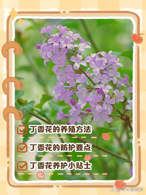 丁香花怎么养(丁香花怎么养护和管理)-第2张图片-多多自然网 丁香花怎么养(丁香花怎么养护和管理)-第2张图片-多多自然网
