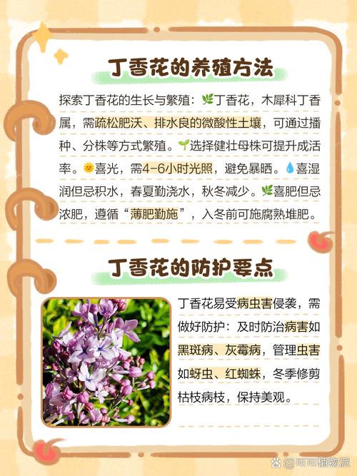 丁香花怎么养(丁香花怎么养护和管理)-第4张图片-多多自然网 丁香花怎么养(丁香花怎么养护和管理)-第4张图片-多多自然网