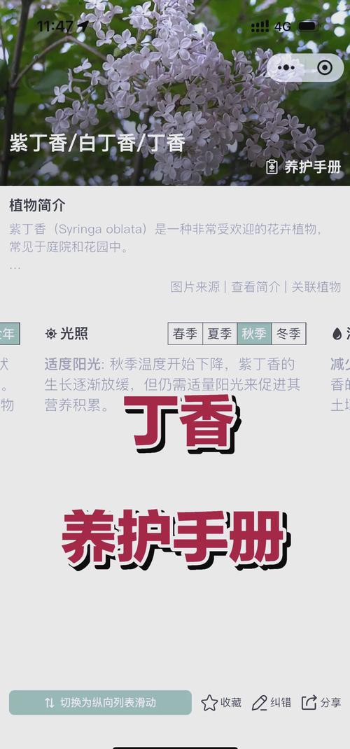丁香花怎么养(丁香花怎么养护和管理)-第5张图片-多多自然网 丁香花怎么养(丁香花怎么养护和管理)-第5张图片-多多自然网
