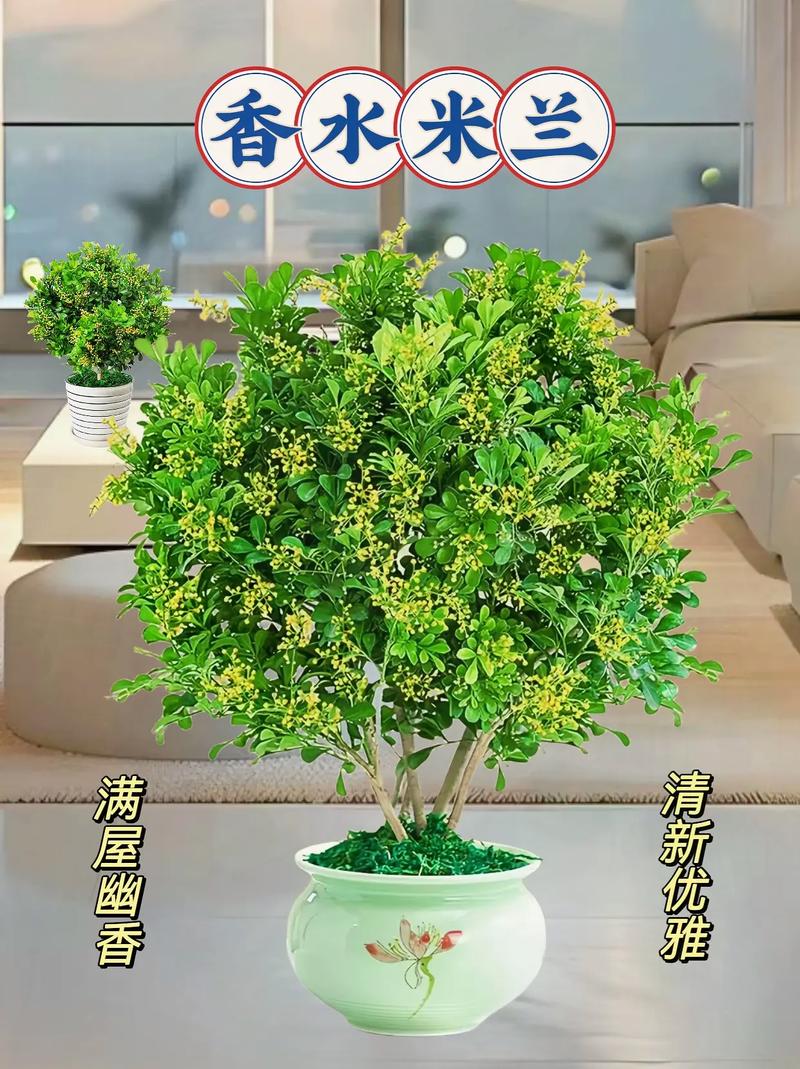 米兰夏天怎么浇水（米兰夏天浇水的正确方法）-第3张图片-多多自然网