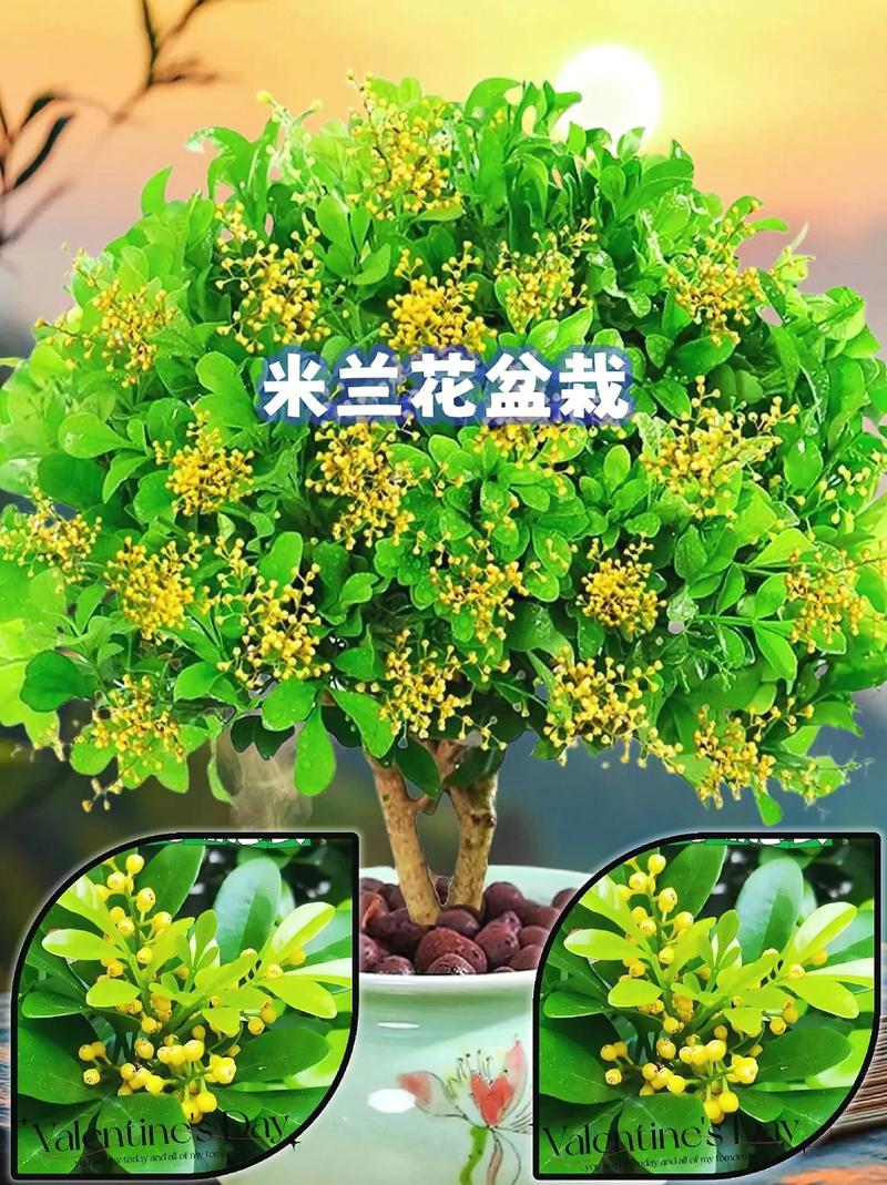 米兰夏天怎么浇水（米兰夏天浇水的正确方法）-第5张图片-多多自然网