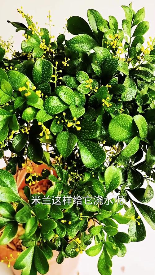米兰夏天怎么浇水（米兰夏天浇水的正确方法）-第7张图片-多多自然网