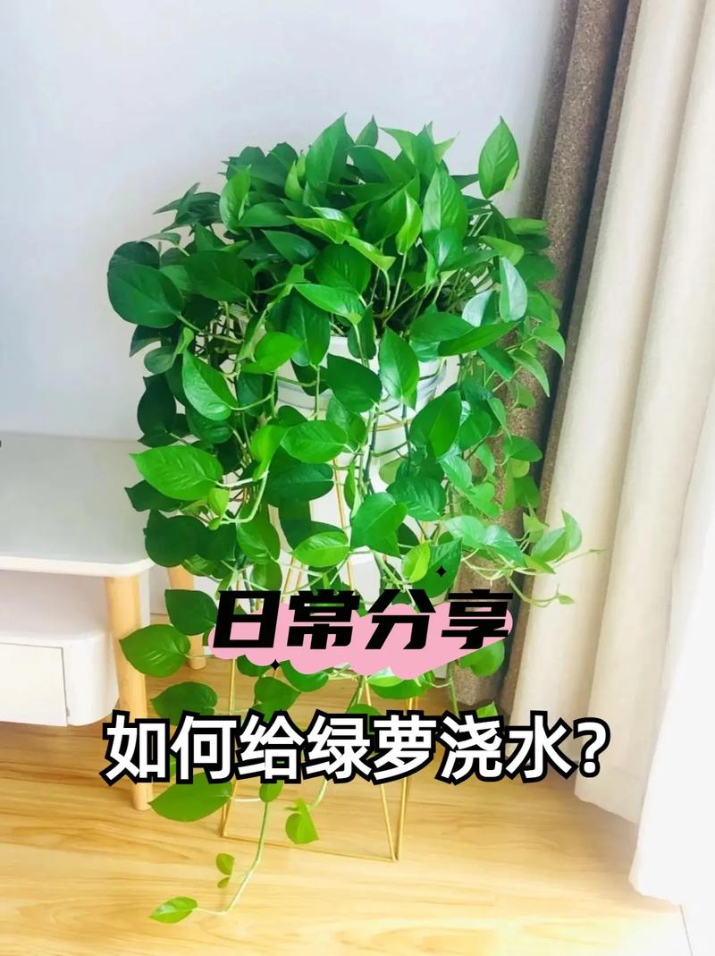 大叶绿萝多久浇一次水(大叶绿萝什么时候换盆)-第2张图片-多多自然网 大叶绿萝多久浇一次水(大叶绿萝什么时候换盆)-第2张图片-多多自然网