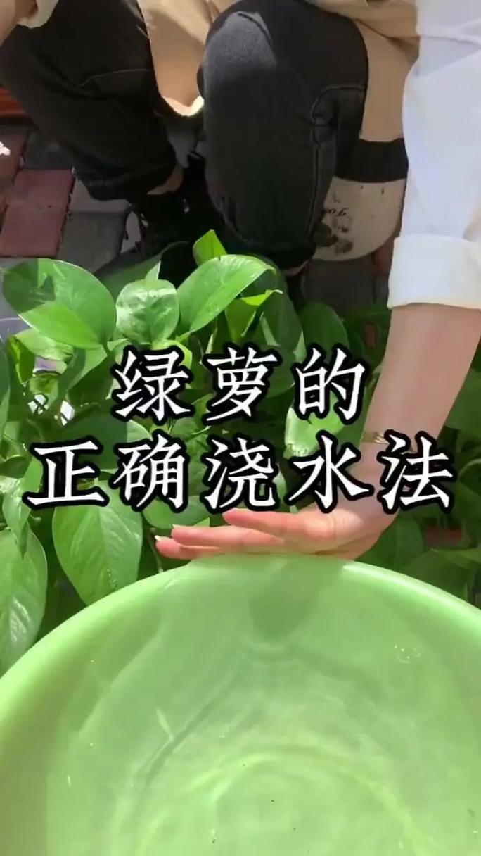 大叶绿萝多久浇一次水(大叶绿萝什么时候换盆)-第4张图片-多多自然网 大叶绿萝多久浇一次水(大叶绿萝什么时候换盆)-第4张图片-多多自然网