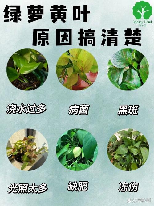 大叶绿萝多久浇一次水(大叶绿萝什么时候换盆)-第5张图片-多多自然网 大叶绿萝多久浇一次水(大叶绿萝什么时候换盆)-第5张图片-多多自然网