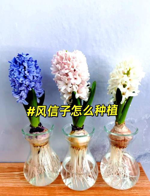 风信子水培怎么改土培(风信子土培改水培怎么养)-第1张图片-多多自然网 风信子水培怎么改土培(风信子土培改水培怎么养)-第1张图片-多多自然网