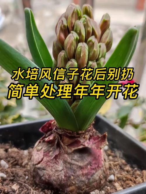 风信子水培怎么改土培(风信子土培改水培怎么养)-第4张图片-多多自然网 风信子水培怎么改土培(风信子土培改水培怎么养)-第4张图片-多多自然网