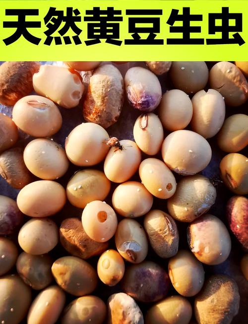 一把豆子撒瓶里(把一袋豆子倒入一个空桶讲解)-第1张图片-多多自然网 一把豆子撒瓶里(把一袋豆子倒入一个空桶讲解)-第1张图片-多多自然网