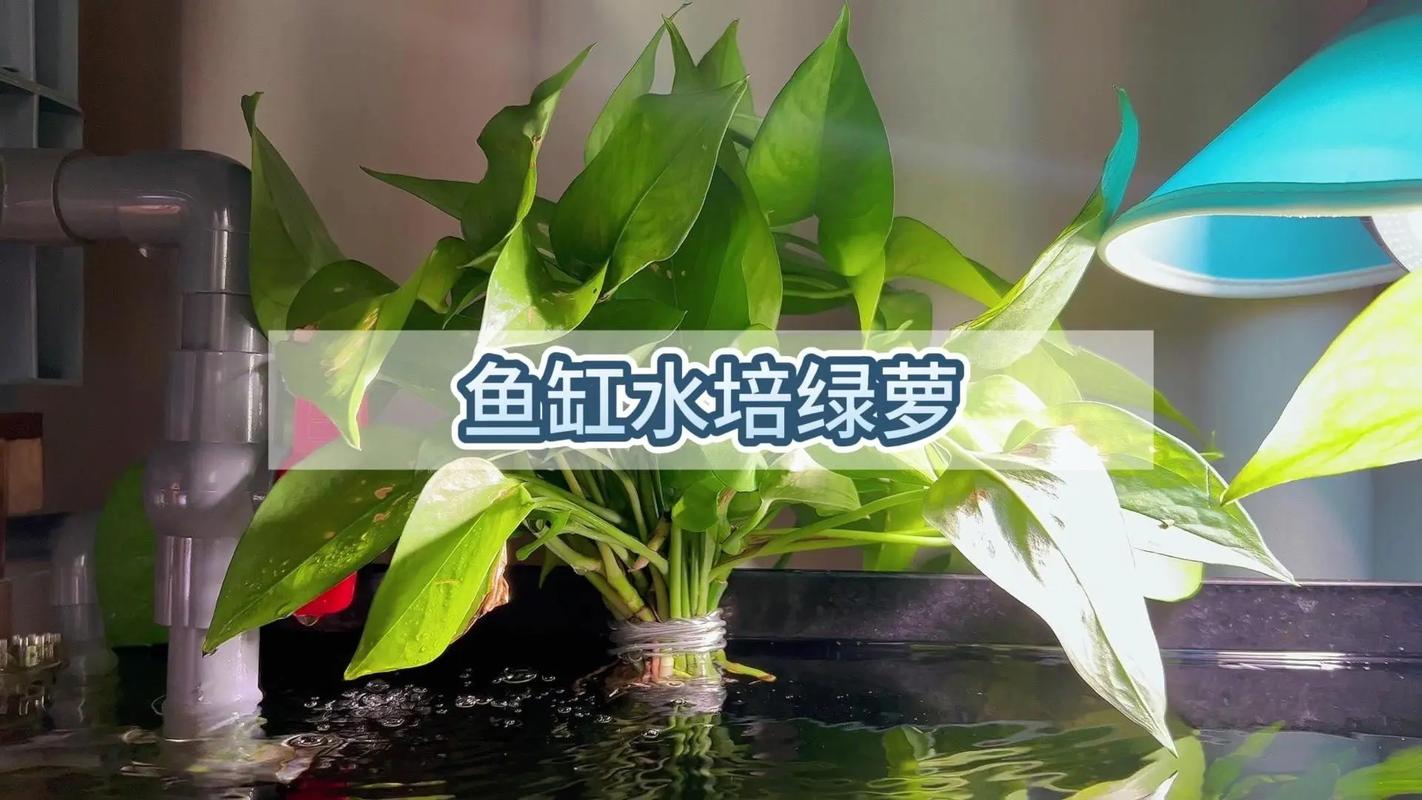 绿萝水培根茎怎么剪切(绿萝水培根茎怎么剪切好看)-第5张图片-多多自然网 绿萝水培根茎怎么剪切(绿萝水培根茎怎么剪切好看)-第5张图片-多多自然网