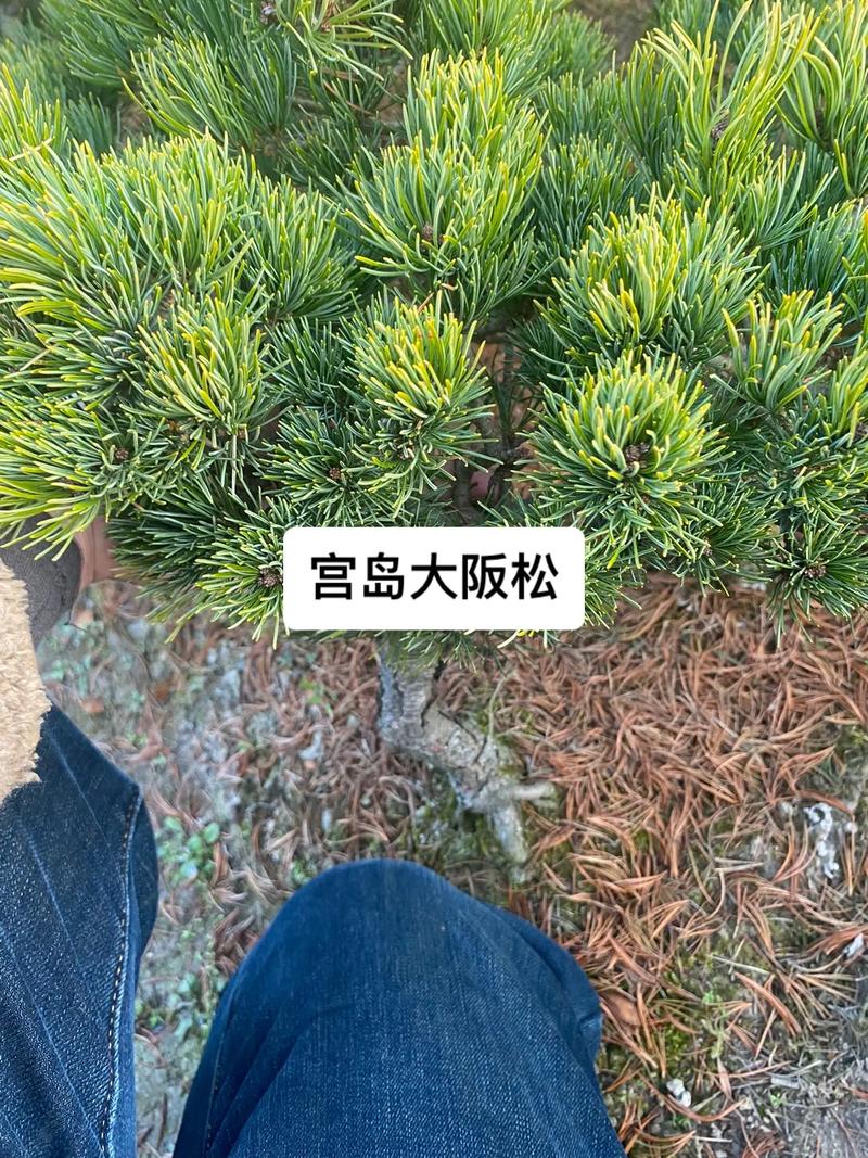 大阪松怎么养(大阪松怎么养才能开花)-第3张图片-多多自然网 大阪松怎么养(大阪松怎么养才能开花)-第3张图片-多多自然网