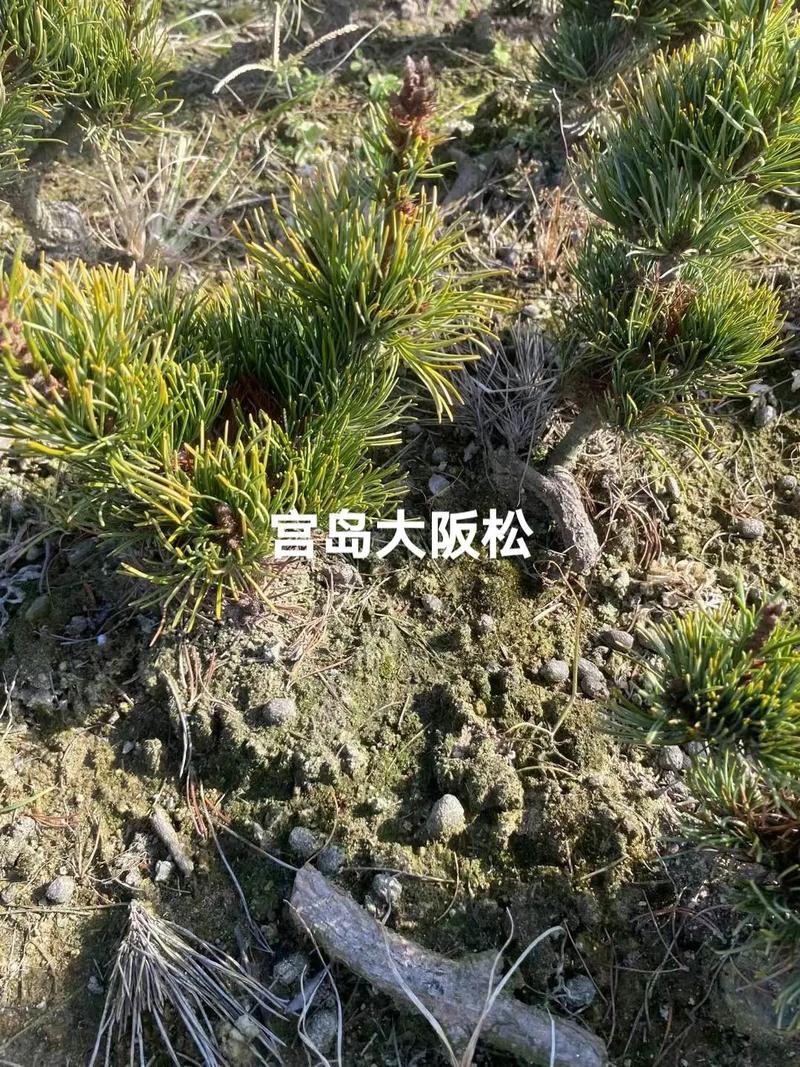 大阪松怎么养(大阪松怎么养才能开花)-第5张图片-多多自然网 大阪松怎么养(大阪松怎么养才能开花)-第5张图片-多多自然网