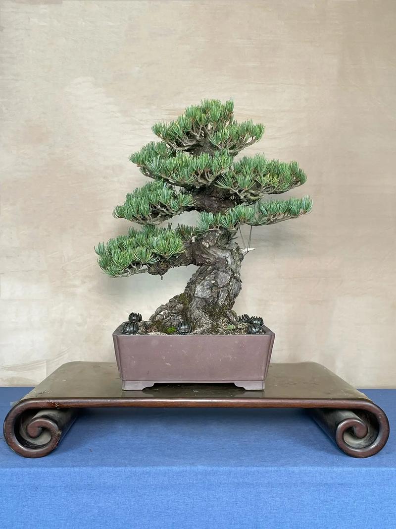 大阪松怎么养(大阪松怎么养才能开花)-第7张图片-多多自然网 大阪松怎么养(大阪松怎么养才能开花)-第7张图片-多多自然网