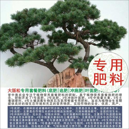 大阪松怎么养(大阪松怎么养才能开花)-第8张图片-多多自然网 大阪松怎么养(大阪松怎么养才能开花)-第8张图片-多多自然网