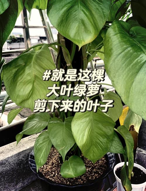 大叶绿萝插水里能活吗(大叶绿萝能扦插吗)-第5张图片-多多自然网 大叶绿萝插水里能活吗(大叶绿萝能扦插吗)-第5张图片-多多自然网