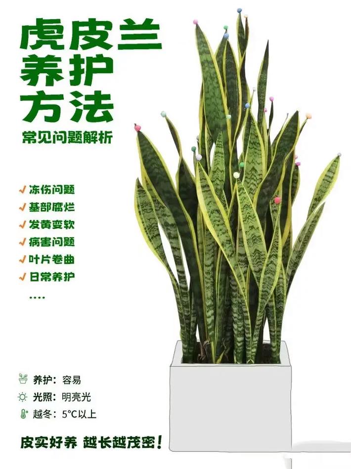 金边虎皮兰如何恢复金边(金边虎皮兰怎样才能有金边)-第1张图片-多多自然网 金边虎皮兰如何恢复金边(金边虎皮兰怎样才能有金边)-第1张图片-多多自然网