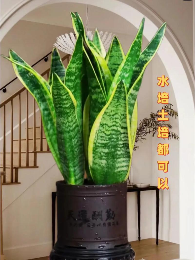 金边虎皮兰如何恢复金边(金边虎皮兰怎样才能有金边)-第6张图片-多多自然网 金边虎皮兰如何恢复金边(金边虎皮兰怎样才能有金边)-第6张图片-多多自然网