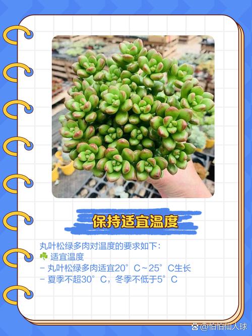 丸叶松绿怎么养(丸叶松绿徒长后的样子)-第3张图片-多多自然网 丸叶松绿怎么养(丸叶松绿徒长后的样子)-第3张图片-多多自然网