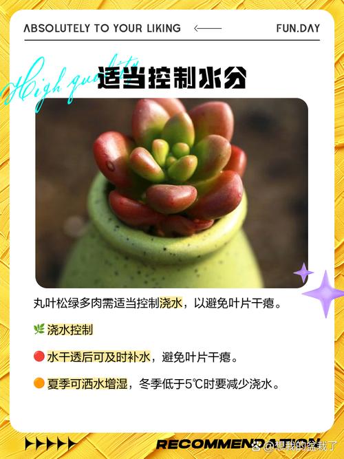 丸叶松绿怎么养(丸叶松绿徒长后的样子)-第4张图片-多多自然网 丸叶松绿怎么养(丸叶松绿徒长后的样子)-第4张图片-多多自然网