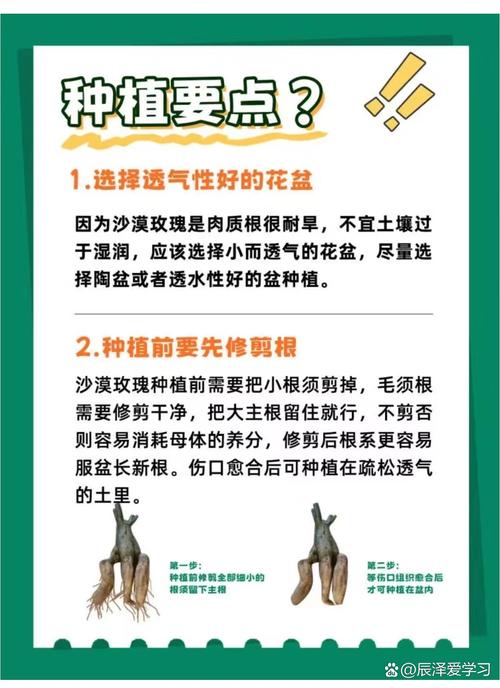 沙漠玫瑰冬季养殖方法(沙漠玫瑰冬季如何浇水)-第1张图片-多多自然网 沙漠玫瑰冬季养殖方法(沙漠玫瑰冬季如何浇水)-第1张图片-多多自然网