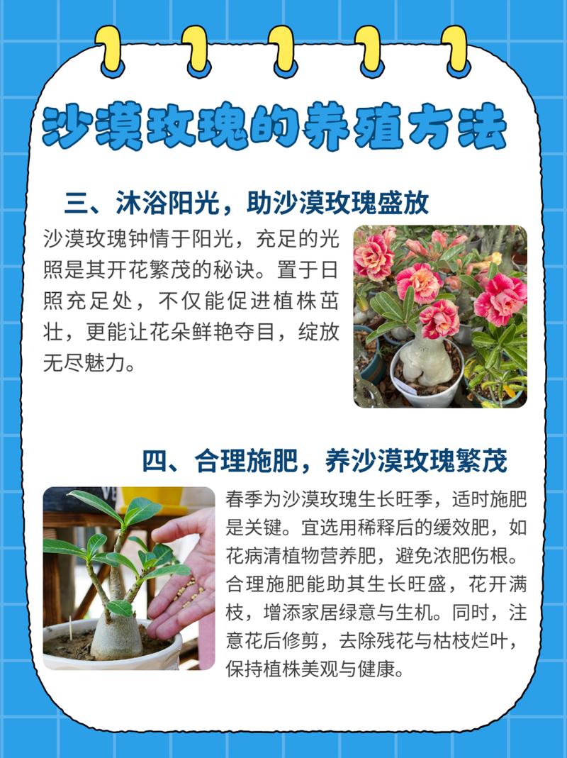 沙漠玫瑰冬季养殖方法(沙漠玫瑰冬季如何浇水)-第2张图片-多多自然网 沙漠玫瑰冬季养殖方法(沙漠玫瑰冬季如何浇水)-第2张图片-多多自然网