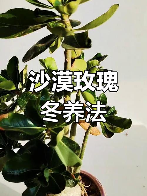 沙漠玫瑰冬季养殖方法(沙漠玫瑰冬季如何浇水)-第4张图片-多多自然网 沙漠玫瑰冬季养殖方法(沙漠玫瑰冬季如何浇水)-第4张图片-多多自然网
