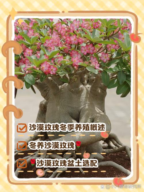 沙漠玫瑰冬季养殖方法(沙漠玫瑰冬季如何浇水)-第5张图片-多多自然网 沙漠玫瑰冬季养殖方法(沙漠玫瑰冬季如何浇水)-第5张图片-多多自然网