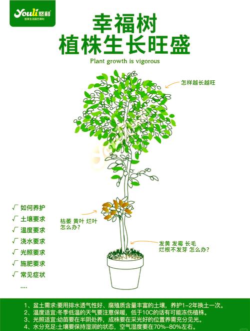 幸福树为什么不发新芽(幸福树为什么不发新芽了)-第2张图片-多多自然网 幸福树为什么不发新芽(幸福树为什么不发新芽了)-第2张图片-多多自然网