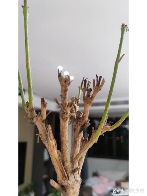 幸福树为什么不发新芽(幸福树为什么不发新芽了)-第6张图片-多多自然网 幸福树为什么不发新芽(幸福树为什么不发新芽了)-第6张图片-多多自然网