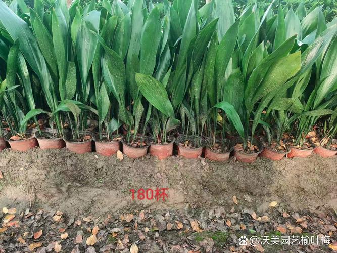 怎样让一叶兰长得茂盛(一叶兰怎样发新叶)-第2张图片-多多自然网 怎样让一叶兰长得茂盛(一叶兰怎样发新叶)-第2张图片-多多自然网