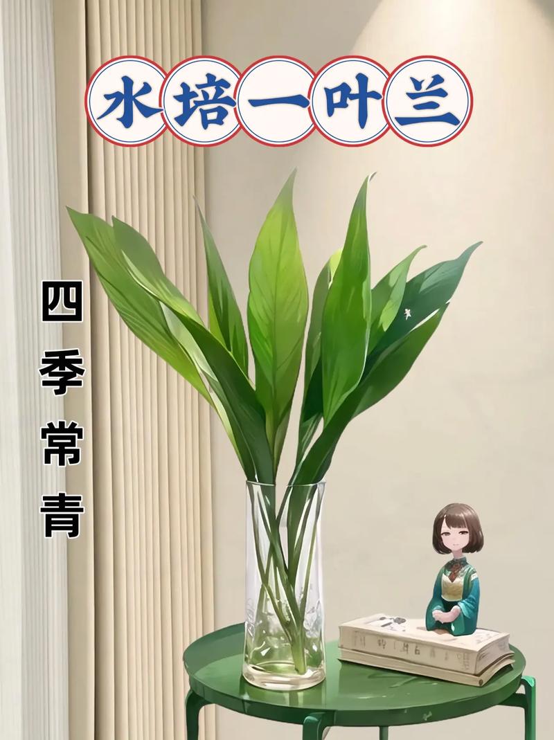 怎样让一叶兰长得茂盛(一叶兰怎样发新叶)-第4张图片-多多自然网 怎样让一叶兰长得茂盛(一叶兰怎样发新叶)-第4张图片-多多自然网