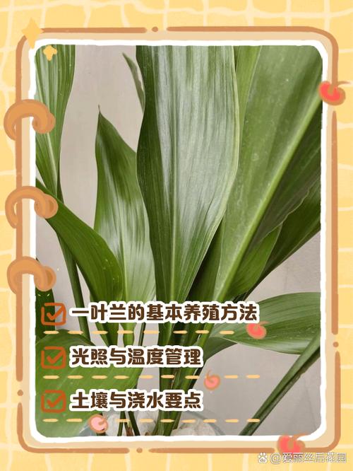 怎样让一叶兰长得茂盛(一叶兰怎样发新叶)-第5张图片-多多自然网 怎样让一叶兰长得茂盛(一叶兰怎样发新叶)-第5张图片-多多自然网
