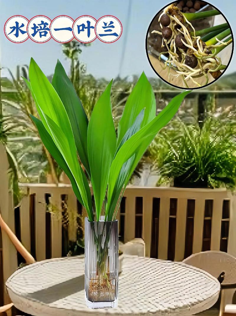 怎样让一叶兰长得茂盛(一叶兰怎样发新叶)-第7张图片-多多自然网 怎样让一叶兰长得茂盛(一叶兰怎样发新叶)-第7张图片-多多自然网
