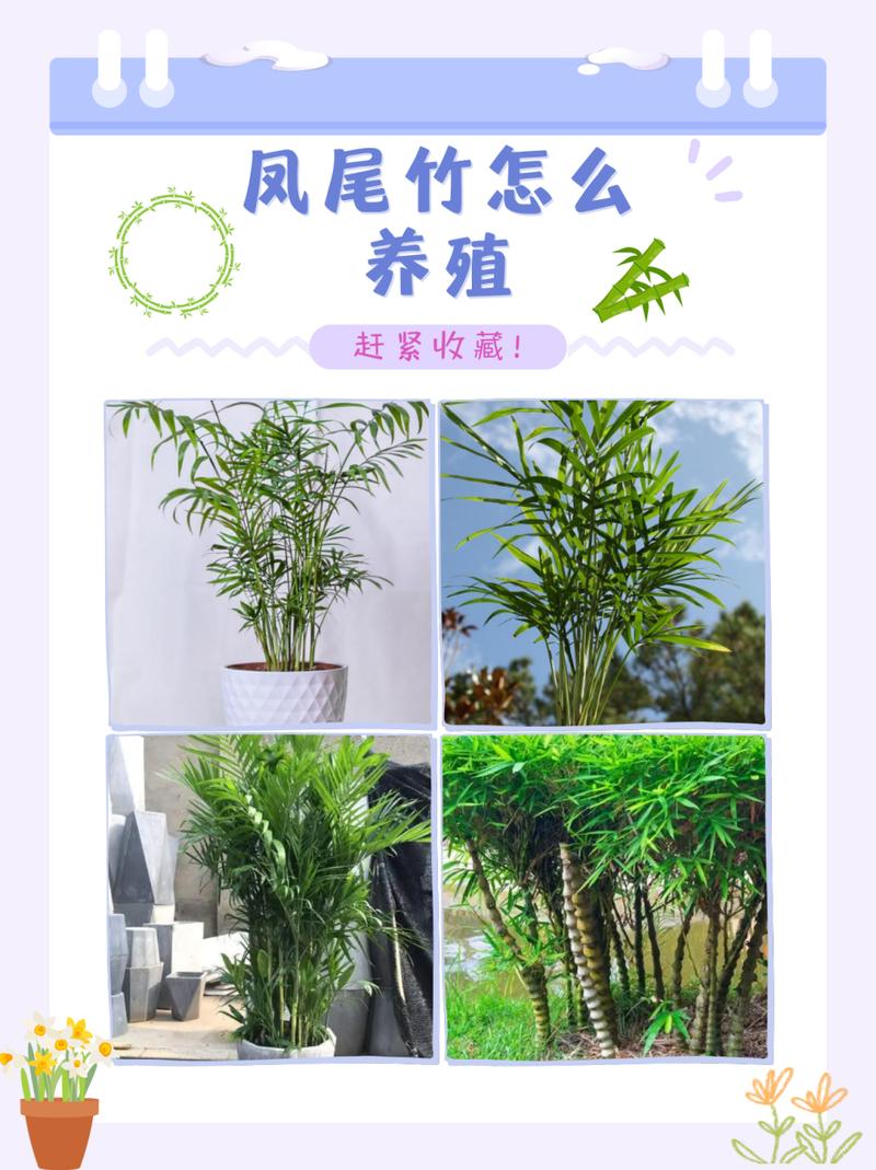凤尾竹怎么施肥(凤尾竹怎么施肥效果好)-第6张图片-多多自然网 凤尾竹怎么施肥(凤尾竹怎么施肥效果好)-第6张图片-多多自然网