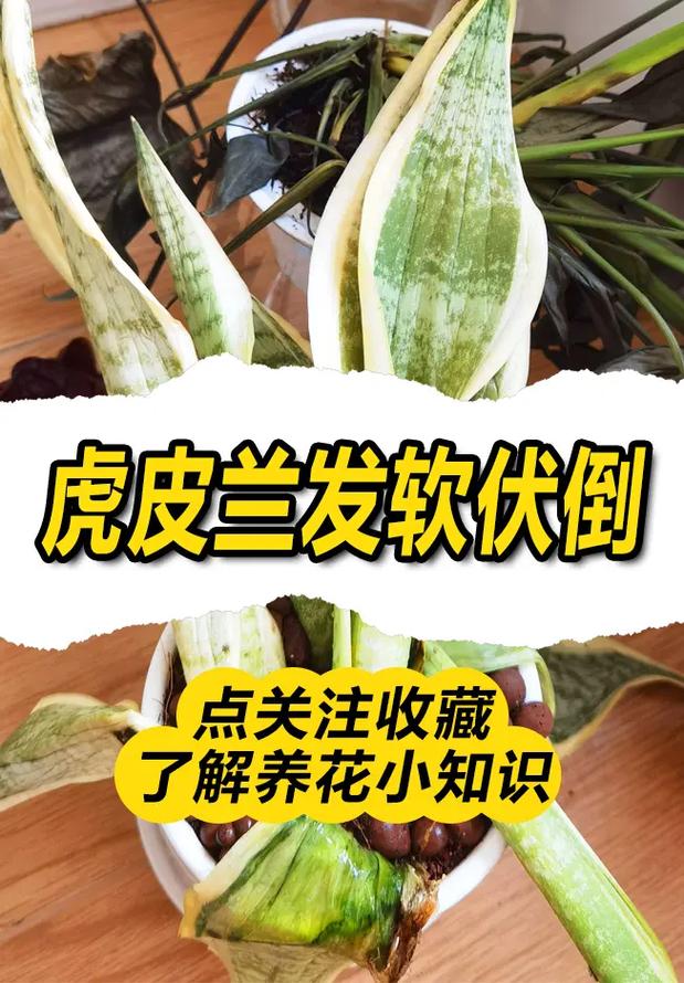 虎皮兰叶尖干枯怎么办(虎皮兰叶尖干枯怎么办小妙招)-第1张图片-多多自然网 虎皮兰叶尖干枯怎么办(虎皮兰叶尖干枯怎么办小妙招)-第1张图片-多多自然网