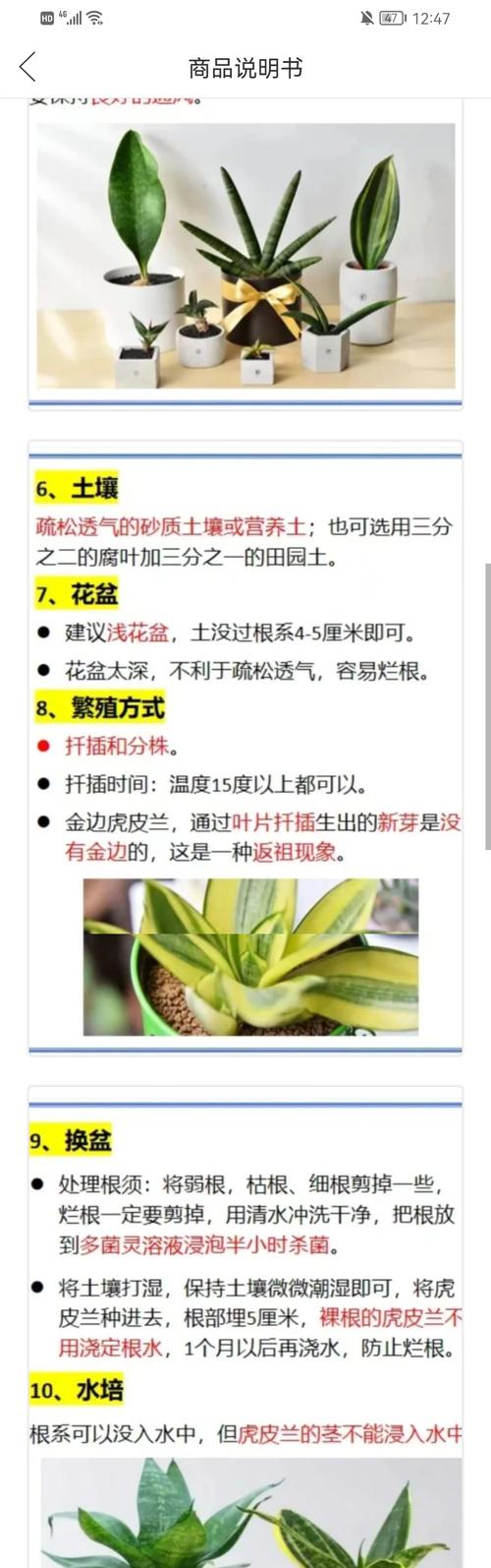 虎皮兰叶尖干枯怎么办(虎皮兰叶尖干枯怎么办小妙招)-第3张图片-多多自然网 虎皮兰叶尖干枯怎么办(虎皮兰叶尖干枯怎么办小妙招)-第3张图片-多多自然网