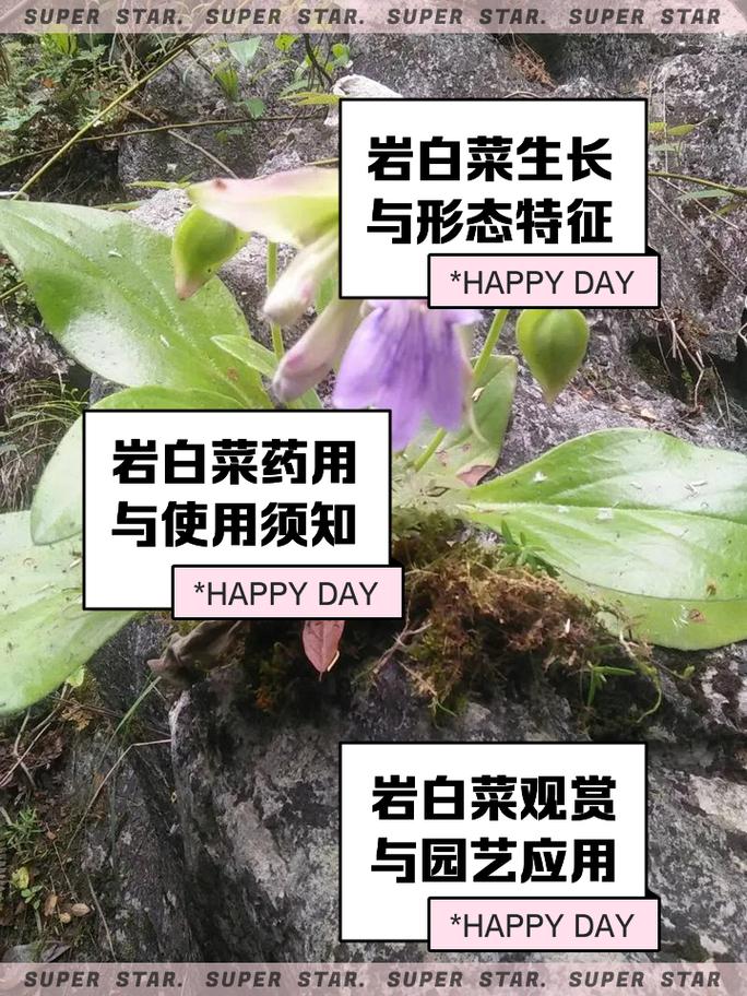 岩白菜的繁殖方式(岩白菜是什么样子)-第3张图片-多多自然网 岩白菜的繁殖方式(岩白菜是什么样子)-第3张图片-多多自然网