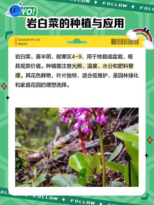 岩白菜的繁殖方式(岩白菜是什么样子)-第7张图片-多多自然网 岩白菜的繁殖方式(岩白菜是什么样子)-第7张图片-多多自然网