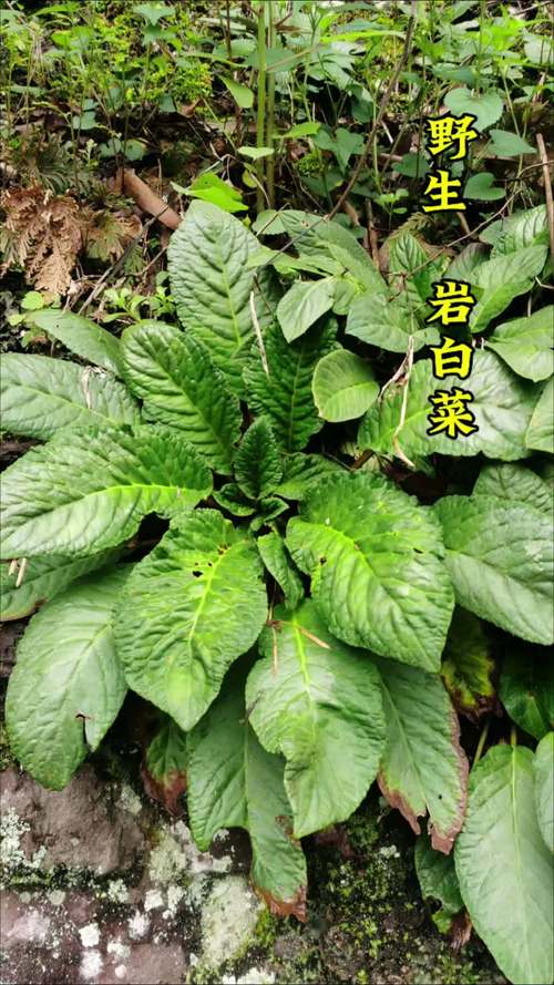 岩白菜的繁殖方式(岩白菜是什么样子)-第8张图片-多多自然网 岩白菜的繁殖方式(岩白菜是什么样子)-第8张图片-多多自然网