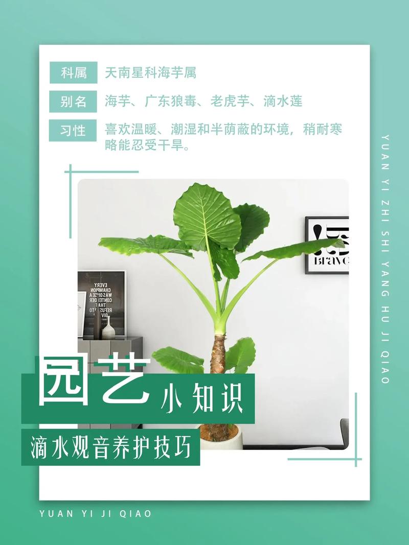 滴水观音秋天怎么养(滴水观音夏季能施肥吗)-第1张图片-多多自然网 滴水观音秋天怎么养(滴水观音夏季能施肥吗)-第1张图片-多多自然网