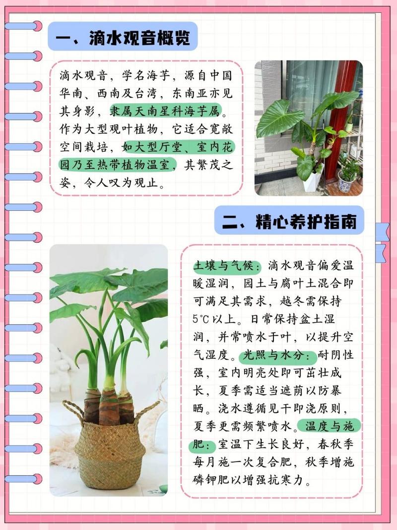滴水观音秋天怎么养(滴水观音夏季能施肥吗)-第2张图片-多多自然网 滴水观音秋天怎么养(滴水观音夏季能施肥吗)-第2张图片-多多自然网