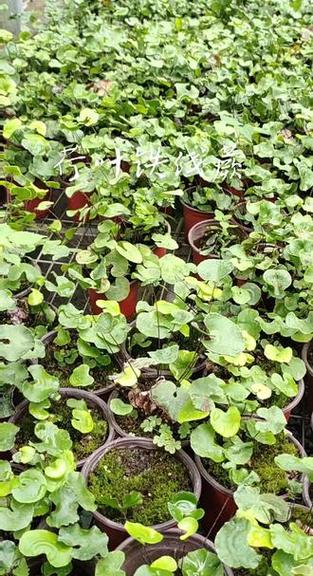 荷叶铁线蕨是什么植物(荷叶铁线蕨的图片)-第2张图片-多多自然网 荷叶铁线蕨是什么植物(荷叶铁线蕨的图片)-第2张图片-多多自然网