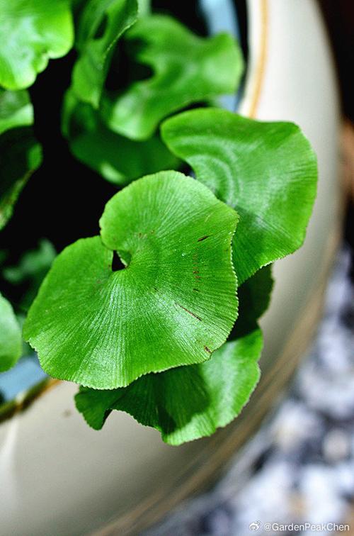 荷叶铁线蕨是什么植物(荷叶铁线蕨的图片)-第4张图片-多多自然网 荷叶铁线蕨是什么植物(荷叶铁线蕨的图片)-第4张图片-多多自然网