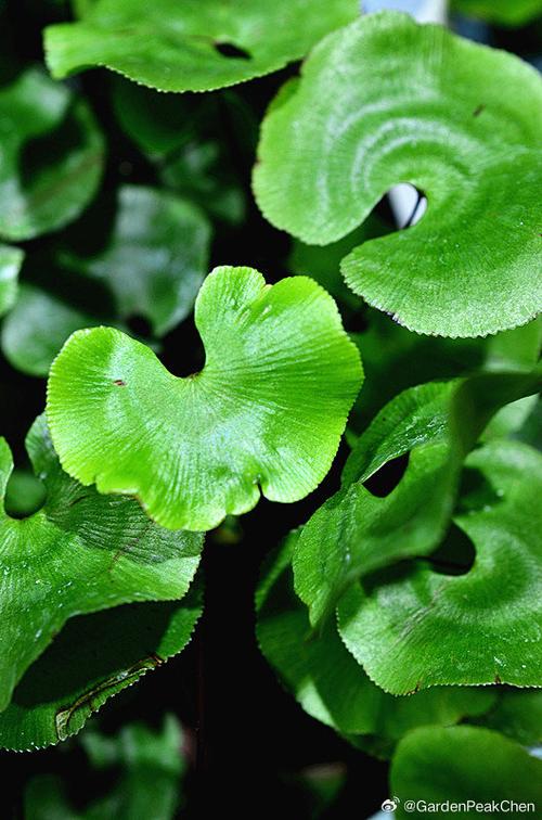 荷叶铁线蕨是什么植物(荷叶铁线蕨的图片)-第6张图片-多多自然网 荷叶铁线蕨是什么植物(荷叶铁线蕨的图片)-第6张图片-多多自然网