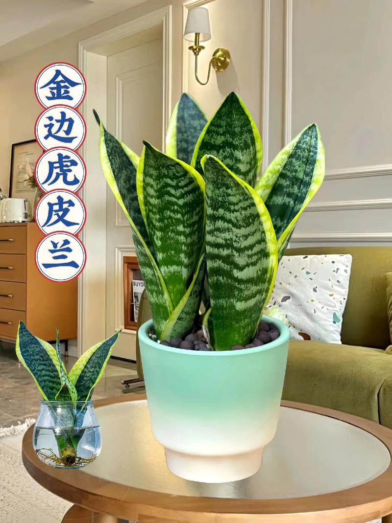 金边虎皮兰适合多宽盆(金边虎皮兰适合多宽盆种植)-第2张图片-多多自然网 金边虎皮兰适合多宽盆(金边虎皮兰适合多宽盆种植)-第2张图片-多多自然网